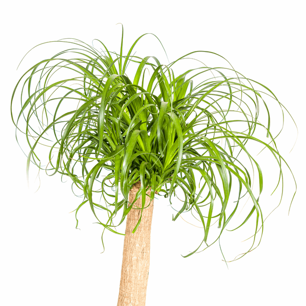 Image of Beaucarnea Recurvata – Elefantenfuß – Ø24cm – ↕80-100cm – Pflegeleichte Zimmerpflanze mit markantem Stamm & eleganten Blättern – Trockenheitsresistent