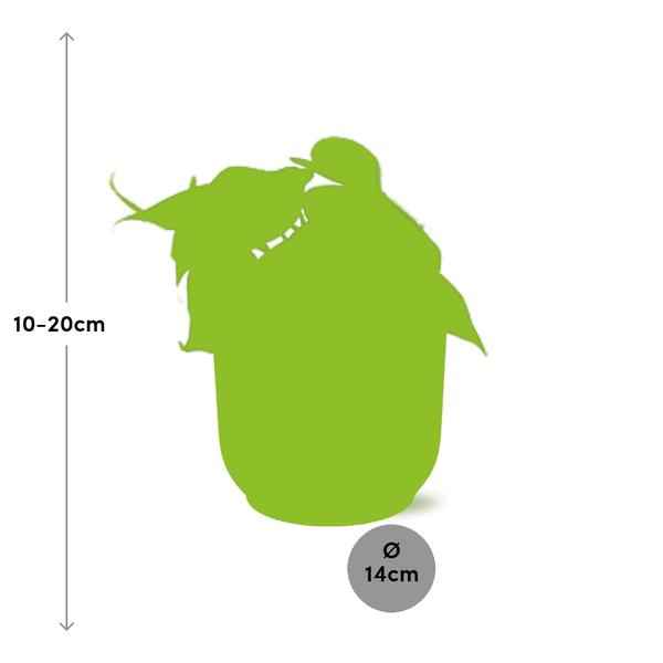 Image of Philodendron Scandens – Baumfreund – Zimmerpflanze inkl. Ziertopf Vibes Fold Rosa Ø14cm – Herzförmige Blätter – Pflegeleicht & luftreinigend-1