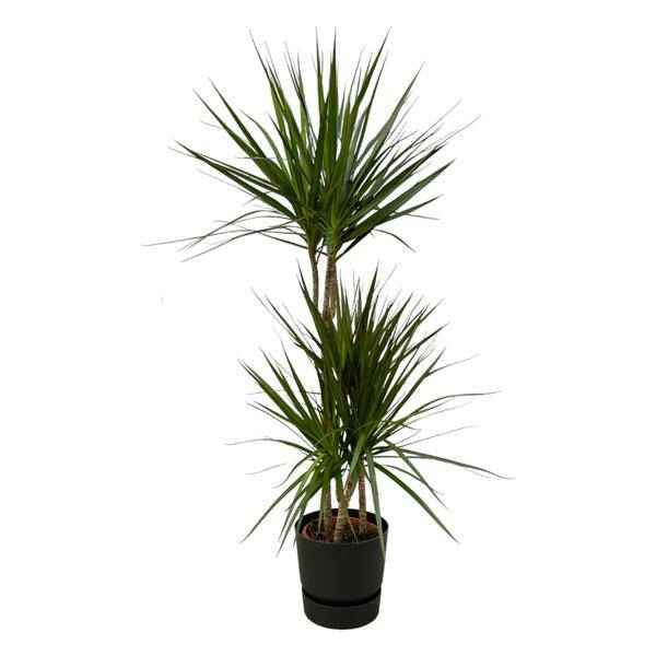 Image of Dracaena Marginata – Drachenbaum – Zimmerpflanze ca. 120cm – Ø21cm – inkl. Pflanzgefäß Greenville Schwarz D24xH23-0