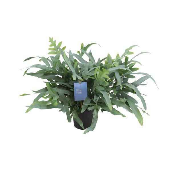 Image of Blauer Tüpfelfarn – Phlebodium Aureum Blue Star – Zimmerpflanze – Ø17cm – ↕50cm – Tropischer Farn mit blaugrünem Blattwerk-0