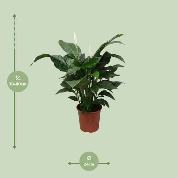 Image of Einblatt Spathiphyllum Sweet Silvana Zimmerpflanze Ø24cm ↕80cm – pflegeleichte Grünpflanze für Wohnzimmer, Büro & helle Standorte kaufen-1