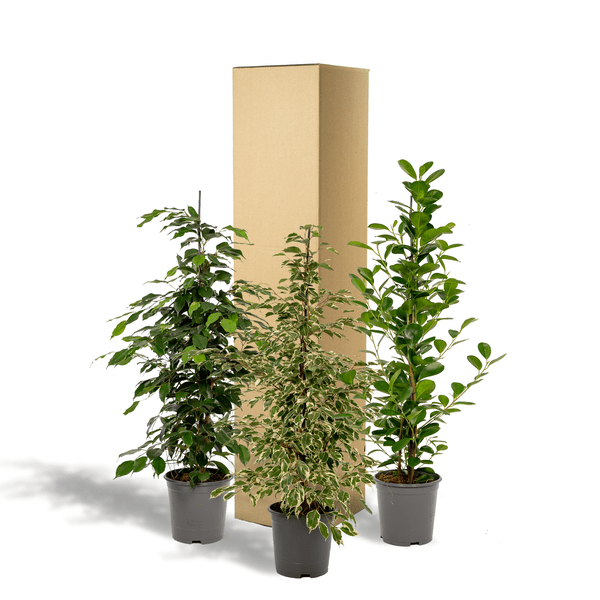 Image of Pflanzenset Ficus Benjamina Danielle + Twilight + Microcarpa Moclame – Zimmerpflanzen – je Ø21cm – ca. 95cm Höhe – Luftreinigende grüne Schönheiten für helle Innenräume-3