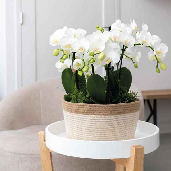 Image of Schilfkorbschale Weiß – Ø30cm – Weidentopf aus Baumwollgeflecht – Handgefertigt – Für Orchideen & Grünpflanzen – Natur – Look mit weißen Details