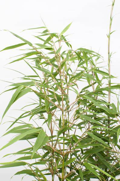 Image of Schirmbambus Fargesia rufa Ø19cm ↕60cm – hochwertiges Produkt für Pflanzen, Garten, Zuhause, Dekoration & moderne Einrichtung-4