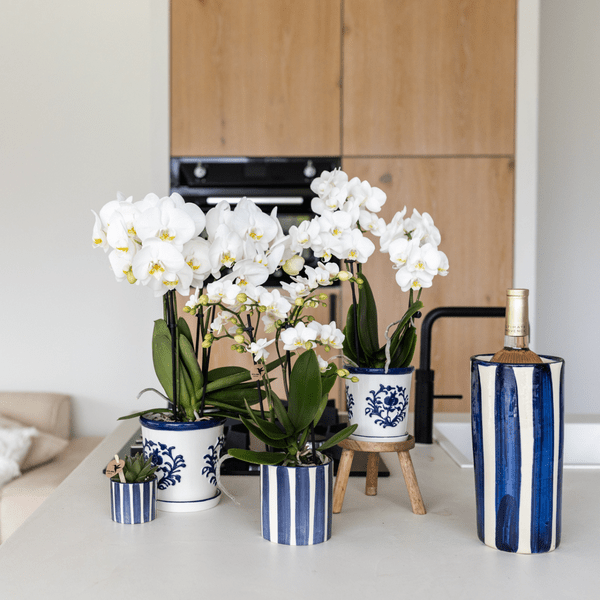 Image of Pflanzset Phalaenopsis Orchidee Amabilis Weiß & Sukkulente Crassula Hobbit – Im blauen Painted Stripe Keramiktopf Ø9cm + Ø6cm-2