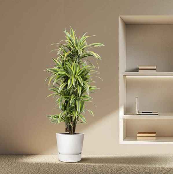 Image of Drachenbaum Dracaena Lemon Lime – 150cm hoch – Ø30cm – Auffällige Zimmerpflanze mit gelbgrünem Blattwerk – Pflegeleicht & robust – für Zimmer & Büro-3
