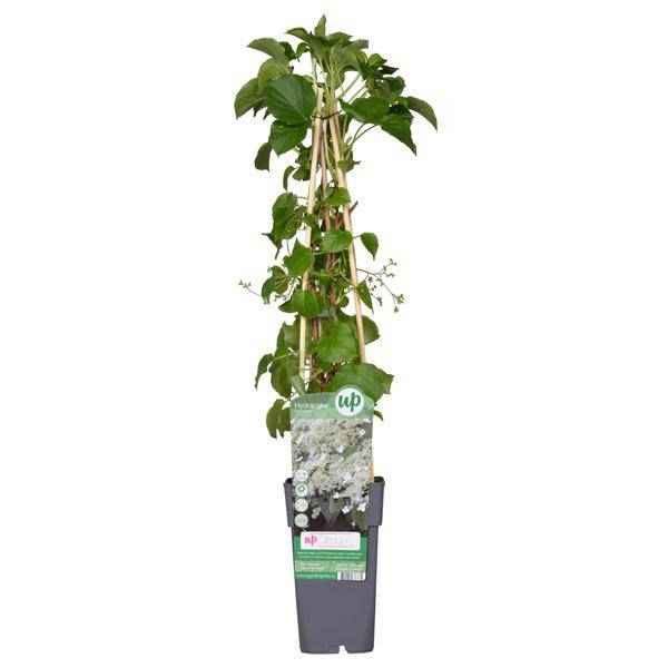 Image of Kletter – Hortensie – Hydrangea petiolaris – Ø15cm – ca. 65cm hoch – Winterharte & pflegeleichte Kletterpflanze mit weißen Blüten