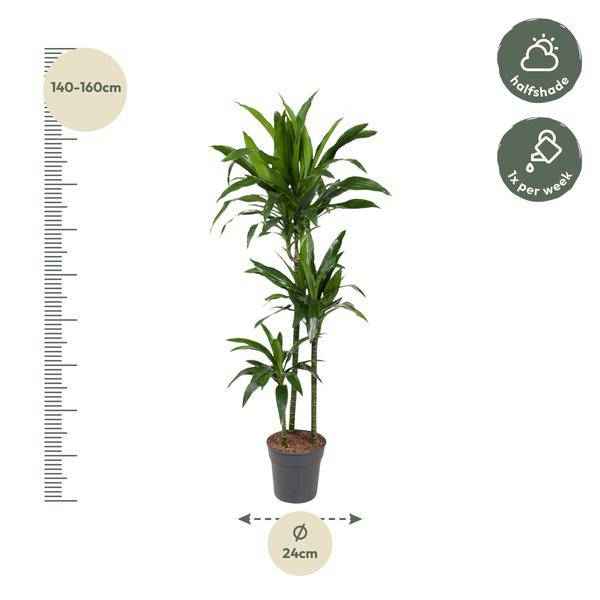 Image of Drachenbaum Zimmerpflanze Ø24cm ↕150cm – pflegeleichte Grünpflanze für Wohnzimmer, Büro & helle Standorte kaufen-1