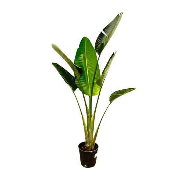 Image of Baum – Strelitzie – Strelitzia Augusta – Weißer Paradiesvogel – Zimmerpflanze – 180cm – Ø30cm – Tropische Grünpflanze für Wohnzimmer und Büro