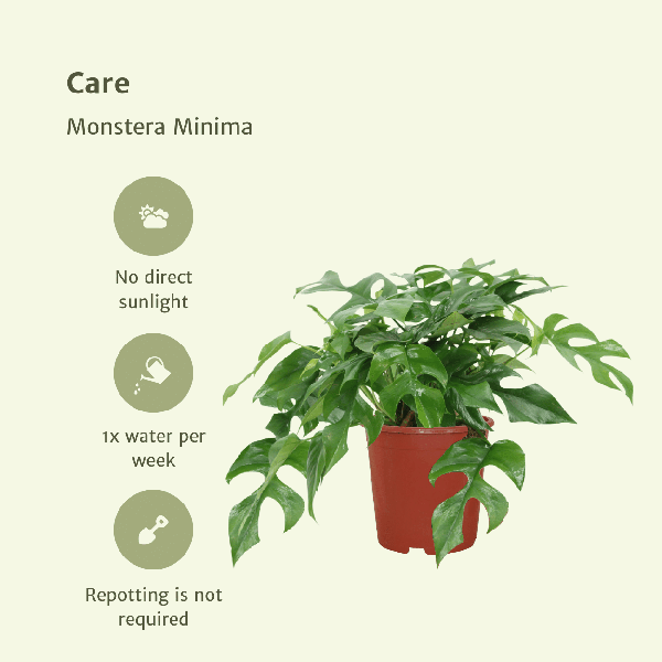 Image of Fensterblatt – Monstera Minima – Zimmerpflanze – Ø15cm – ca. 30cm hoch – 2 Pflanzen – tropische Kletter – und Dekopflanze für Zuhause & Büro-4