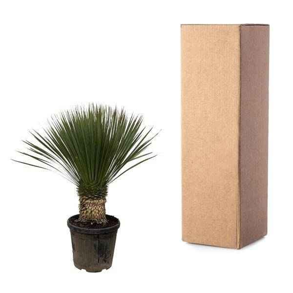 Image of Palmlilie Zimmerpflanze Ø38cm ↕100cm – pflegeleichte Grünpflanze für Wohnzimmer, Büro & helle Standorte kaufen-2