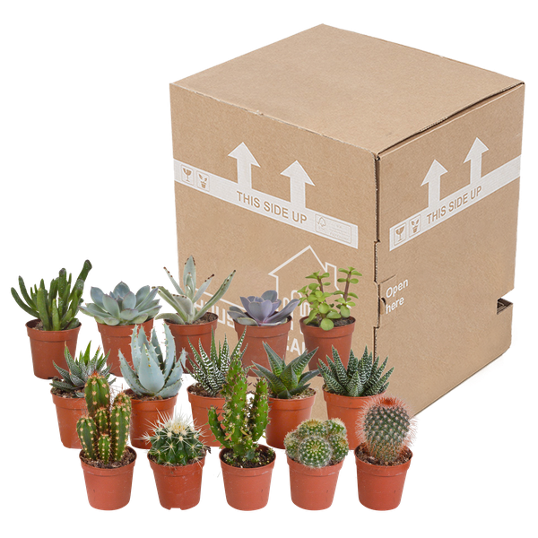 Image of Kakteen und Sukkulenten Mix – 15 Pflanzen – Ø5,5cm Zimmerpflanzen – Verschiedene Arten wie Cereus, Echeveria, Haworthia & Crassula