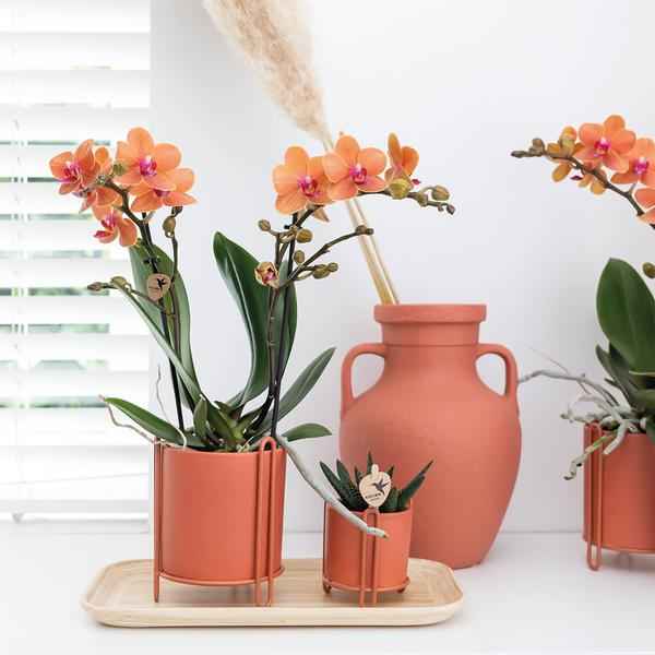 Image of Phalaenopsis Orchidee Zimmerpflanze Ø9cm – blühende Orchidee für Wohnzimmer, Büro & helle Standorte kaufen-2