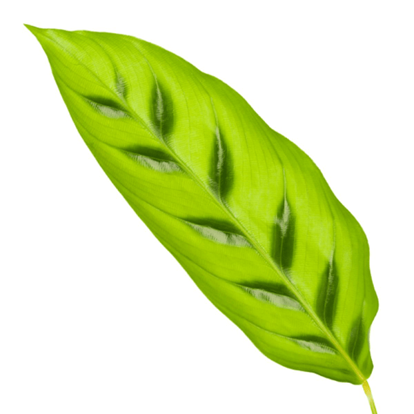 Image of Calathea Leopardina – Leoparden – Korbmarante – Zimmerpflanze – Ø12cm – Höhe ca. 35cm – Exotische Blattschmuckpflanze – Für Wohnzimmer, Bad & Büro-1