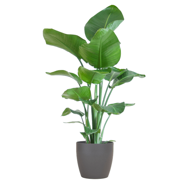 Image of Strelitzia Nicolai – Baum – Strelitzie – Zimmerpflanze – 80cm hoch – Ø21cm – inkl. Übertopf – Paradiesvogelpflanze, tropisches Grün, pflegeleicht-0