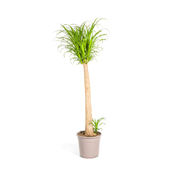 Image of Beaucarnea Recurvata – Elefantenfuß – Zimmerpflanze – Ø27cm – ↕120cm – Pflegeleichte Sukkulente mit markantem Stamm – Luftreinigende Pflanze für Zuhause & Büro-0