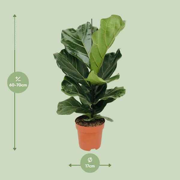 Image of Geigen – Feige (Ficus lyrata) Zimmerpflanze Ø17cm ↕75cm – pflegeleichte Grünpflanze für Wohnzimmer, Büro & helle Standorte kaufen-1