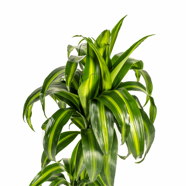 Image of Dracaena Deremensis Hawaiian Sunshine – Drachenbaum – Ø19cm – ↕70-90cm – Tropische Zimmerpflanze mit zweifarbigen Blättern-1