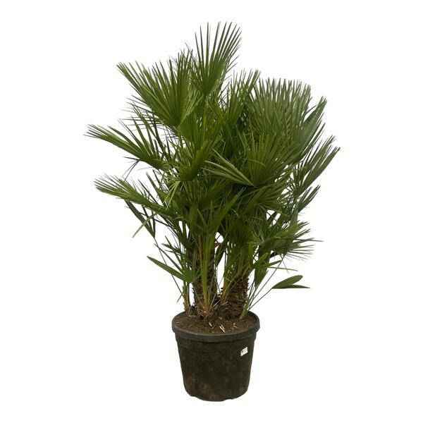 Image of Chamaerops Humilis – Zwergpalme – mehrstämmig – Mediterrane Zimmer – und Gartenpflanze – Ø45cm – ↕180cm