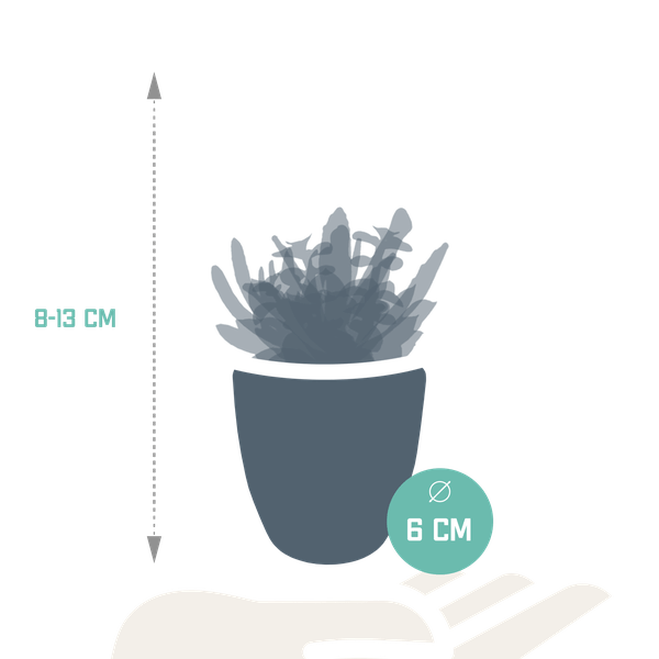 Image of Sukkulenten Mix 5 Pflanzen Ø5,5cm – pflegeleichtes Pflanzen Set für Urban Jungle, Fensterbank, Wohnzimmer & Büro-1