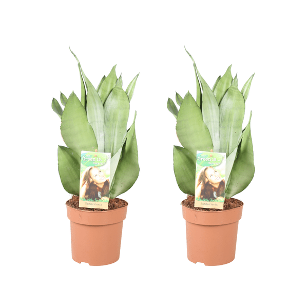 Image of Sansevieria Moonshine – Bogenhanf – 2 Pflanzen – Zimmerpflanze – Ø14cm – ↕40cm – Luftreinigend & pflegeleicht – Für Wohnzimmer Büro Schlafzimmer-0