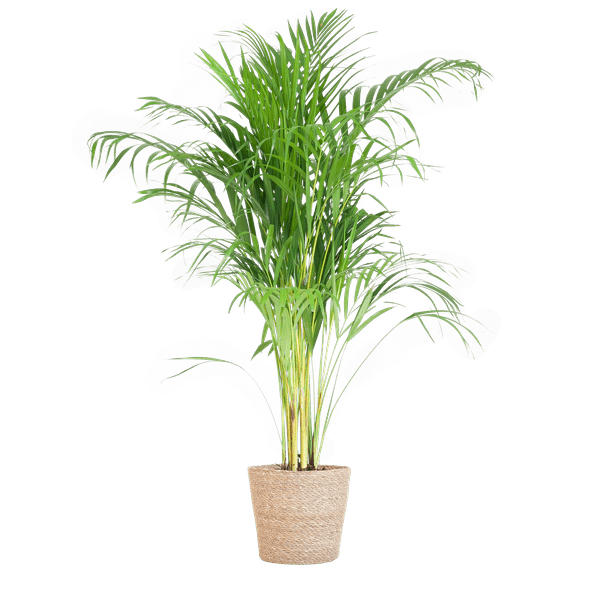Image of Areca – Palme Dypsis Goldfruchtpalme – Zimmerpflanze ↕100cm Ø21cm – Mit Natur – Korb Sofia Seegras Beige-0