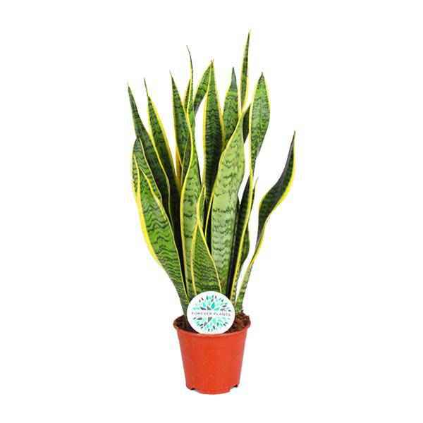 Image of Bogenhanf – Sansevieria Trifasciata Laurentii – Zimmerpflanze – Ø14cm – ca. 50cm hoch – Luftreinigend & extrem pflegeleicht