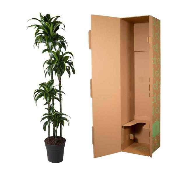 Image of Drachenbaum – Dracaena Dorado 170cm – Ø27cm – Zimmerpflanze mit gold – grünen Blättern – Tropische Dekopflanze für Wohnzimmer, Büro & Wintergarten-2