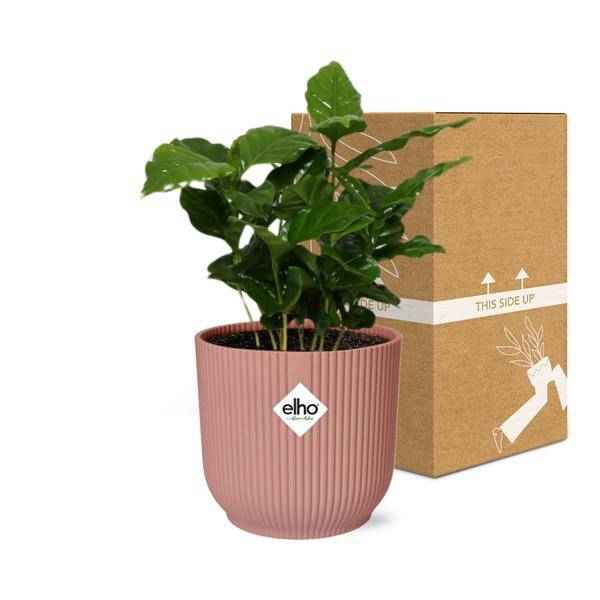 Image of Kaffee Pflanze Coffea Arabica Zimmerpflanze – pflegeleichte Grünpflanze für Wohnzimmer, Büro & helle Standorte kaufen-2