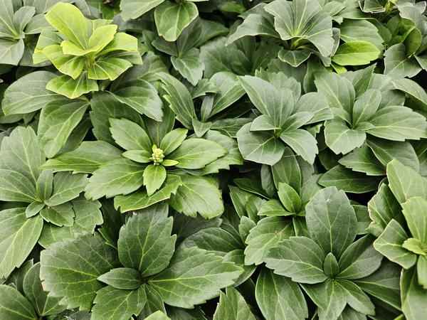 Image of Pachysandra terminalis – 12 Pflanzen – Japanischer Ysander – Immergrüner Bodendecker – Schatten & Halbschatten – Pflegeleicht & Robust