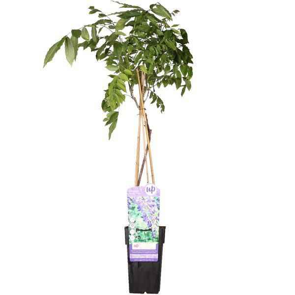 Image of Chinesischer Blauregen – Wisteria sinensis ‘Prolific’ – Glyzinie – Ø15cm – ca. 65cm hoch – lila Blütentrauben