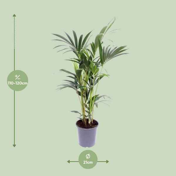 Image of Kentia – Palme – Howea forsteriana – Zimmerpflanze – Ø21cm – ↕120cm – elegante Grünpflanze für Wohnzimmer, Büro & Schlafzimmer-1