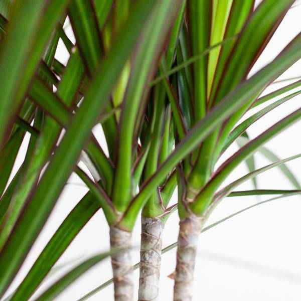 Image of Dracaena Marginata – Drachenbaum – Zimmerpflanze – ca. 95cm hoch – Ø21cm – inkl. nachhaltigem Viber Übertopf Weiß-3