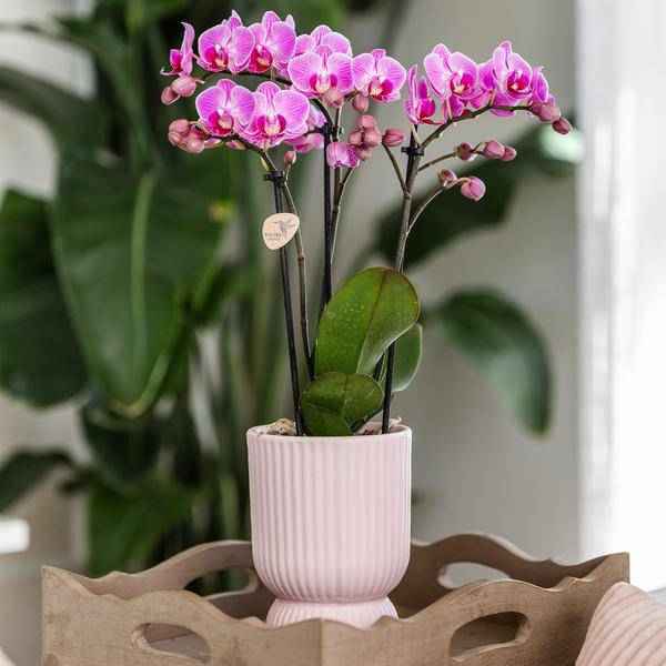 Image of Übertopf Rosa Keramik Ø12cm – moderner Pflanztopf für Zimmerpflanzen, Sukkulenten, Kakteen & Kräuter-3