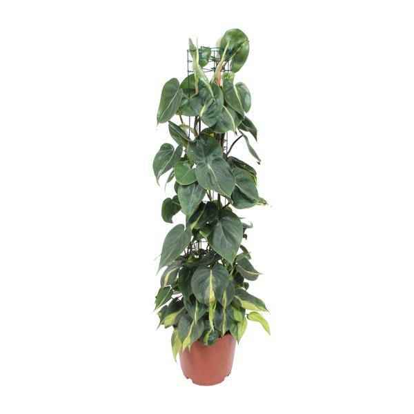 Image of Philodendron Scandens Brasil – Baumfreund – Zimmerpflanze – Ø24cm ↕120cm – Herzblattpflanze mit grün – gelben Blättern – tropische Hängepflanze-0
