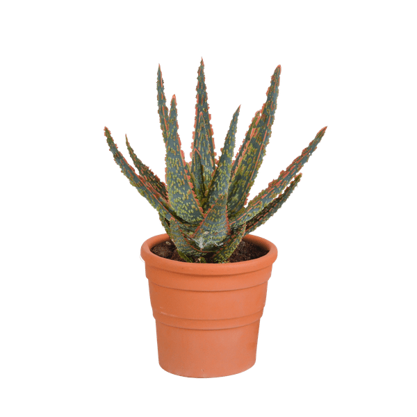 Image of Aloe Zebrina Dannyz – Ø10,5cm Zimmerpflanze im mediterranen Terrakotta – Topf – Sukkulente mit sternförmigen Blättern & orangefarbenen Akzenten-0