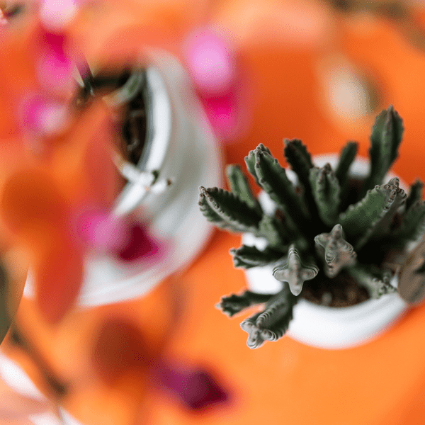 Image of Aasblume – Stapelia – Zimmerpflanze – Ø6cm – Exotische & pflegeleichte Sukkulente – Seltene Kaktusart für Wohnzimmer, Büro & Pflanzenliebhaber-2