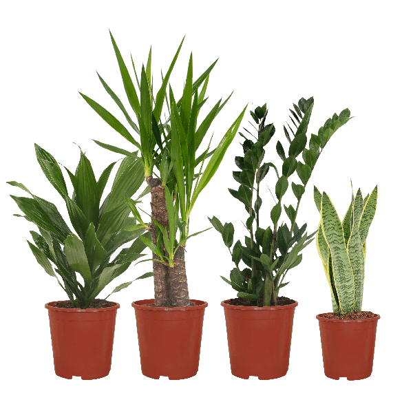 Image of Pflanzkasten Easy – 4 pflegeleichte Zimmerpflanzen – Sansevieria, Yucca, Zamioculcas & Dracaena – Verschiedene Höhen 40-85cm – Ø14 – Ø17-0