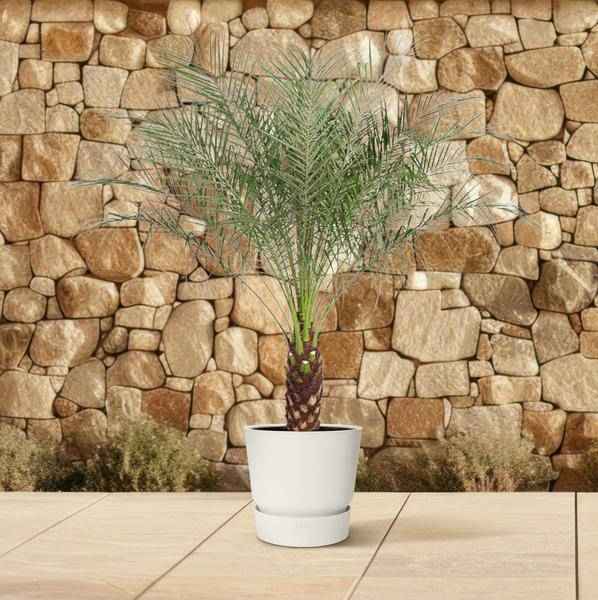 Image of Zwerg – Dattelpalme Phoenix Roebelenii Zimmerpflanze Ø32cm ↕150cm – tropische Grünpflanze für Wohnzimmer, Büro & helle Standorte kaufen-3
