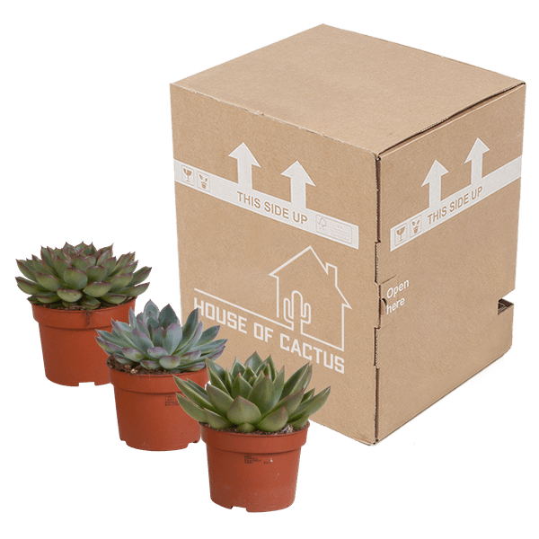 Image of Steinrose Echeveria Mix – 3 Pflanzen Ø10,5cm – Farbenfrohe Sukkulenten – Zimmerpflanzen – Pflegeleicht & dekorativ – Direkt vom Erzeuger-2