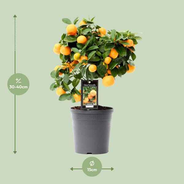Image of Orangenbaum Citrus Calamondin Zimmerpflanze Ø15cm ↕40cm – pflegeleichte Grünpflanze für Wohnzimmer, Büro & helle Standorte kaufen