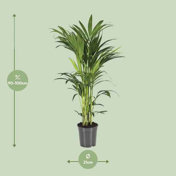Image of Kentiapalme Howea Forsteriana – Ø21cm – ↕100cm – Pflegeleichte Zimmerpalme mit luftreinigend-1