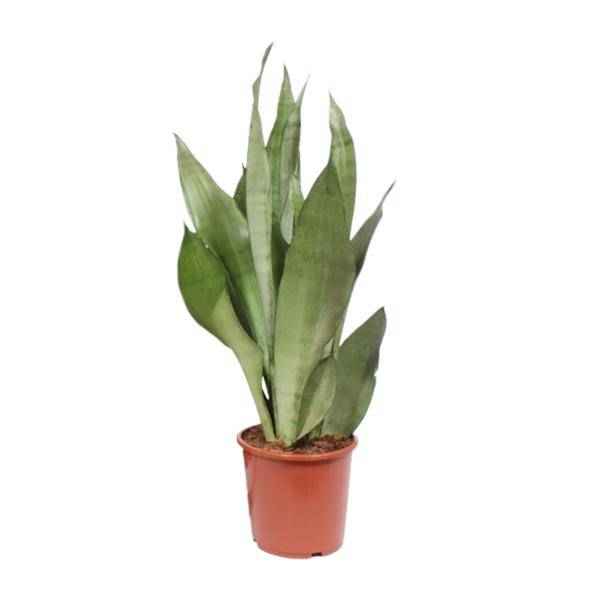 Image of Sansevieria Moonshine Bogenhanf 60cm 17cm Zimmerpflanze pflegeleicht sil Zimmerpflanze ↕60cm – pflegeleichte Grünpflanze für Wohnzimmer, Büro-0
