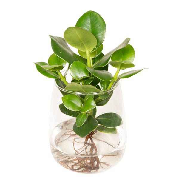 Image of Balsamapfel Clusia – Hydroponische Zimmerpflanze im Kingston Glas – Ø12cm – 30cm Höhe – grünes dekoratives Laub – pflegeleicht & ohne Blüten-0