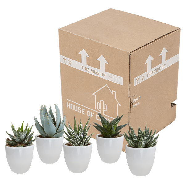 Image of Sukkulenten Mix Gasteria & Haworthia – 5 Pflanzen – Ø5,5cm Zimmerpflanzen im weißen Topf – Verschiedene Mini – Sukkulenten