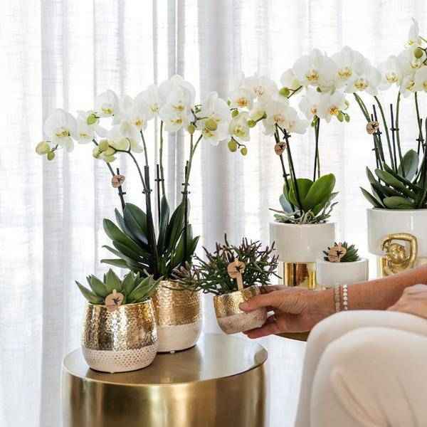 Image of Elite Pflanztopf Gold Ø12cm – glänzender Keramik Übertopf – luxuriöser Blumentopf für Zimmerpflanzen & Kräuter – Topf für Fensterbank, Tisch & Regal-2