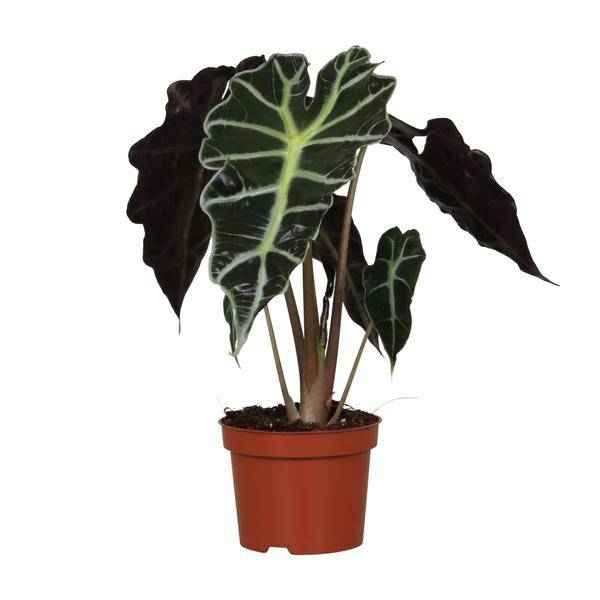 Image of Pfeilblatt Alocasia Amazonica Polly – Zimmerpflanze – Ø12cm – ↕30cm – exotische Tropenpflanze mit dekorativen Blättern-0