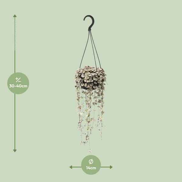 Image of Leuchterblume – Ceropegia Linearis ssp. Woodii Variegata – Zimmerpflanze – Ø14cm – ca. 38cm hoch – hängende Sukkulente mit herzförmigen Blättern