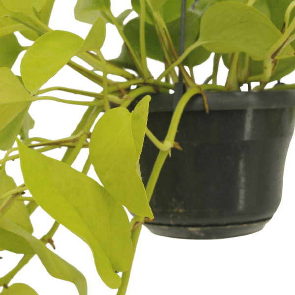 Image of Efeutute – Epipremnum Golden Pothos – Scindapsus – Zimmerpflanze – Ø15cm – ca. 25cm hoch – 2 Pflanzen – pflegeleichte Kletter-2