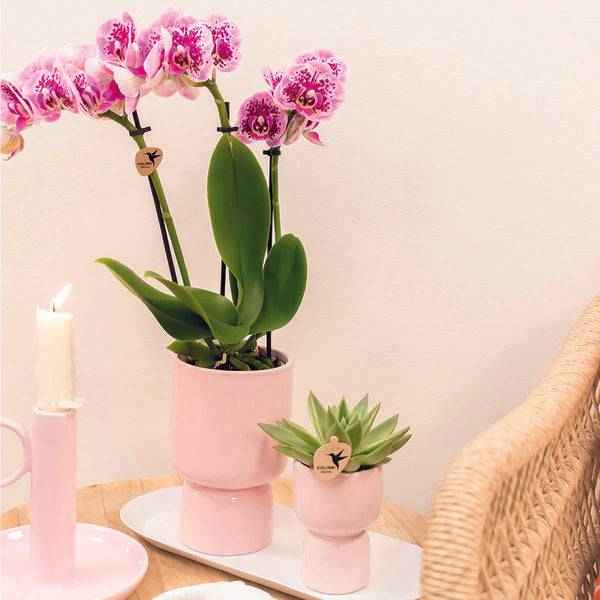 Image of Ovales Tablett – Weiß – Metalltablett 30x13cm – Dekoteller für Pflanzen, Töpfe & Wohnaccessoires – Stilvolle Basis für Orchideen & Deko – Sets-3